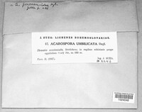 Image of Acarospora umbilicata
